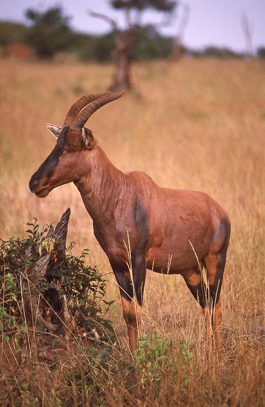 WT 1400 203-11 Kenya.jpg